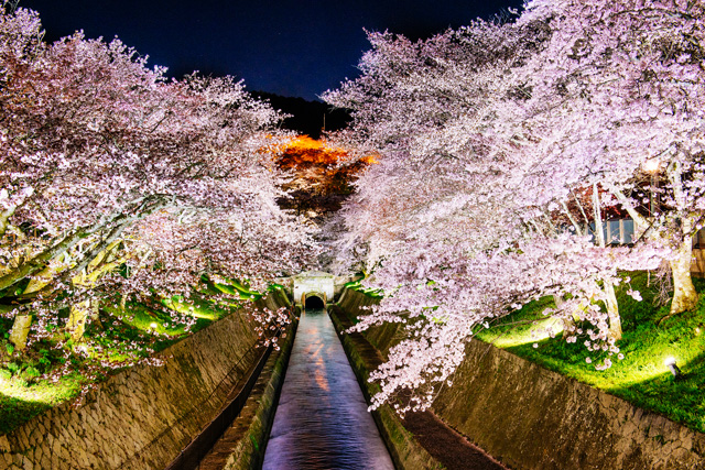 琵琶湖疏水：京阪・石山坂本線に三井寺駅のすぐ近く、三井寺の桜を同時に鑑賞できる名所です。