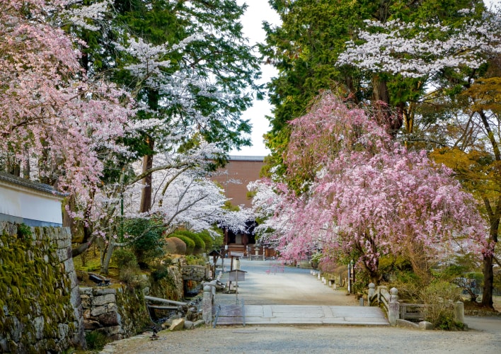 昼桜