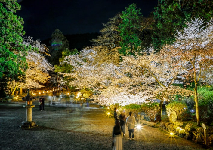 夜桜